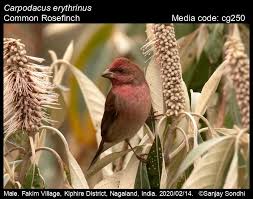 Attēlu rezultāti vaicājumam “Carpodacus erythrinus adult”