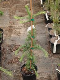 Attēlu rezultāti vaicājumam “Larix decidua”