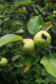 Attēlu rezultāti vaicājumam “Malus sylvestris”