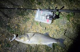 Image result for SHIRLEY SEA ANGLING CLUB