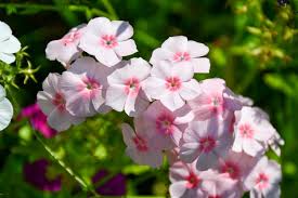 Image result for Phlox drummondii