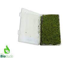 Attēlu rezultāti vaicājumam “Hypnum cupressiforme”