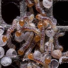 Attēlu rezultāti vaicājumam “Exoprosopa capucina”