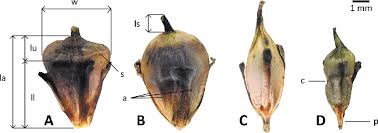 Attēlu rezultāti vaicājumam “Sparganium neglectum”