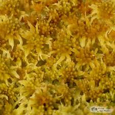 Attēlu rezultāti vaicājumam “Sphagnum angustifolium sporophyte”