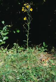 Attēlu rezultāti vaicājumam “Hieracium laevigatum”