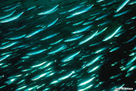 Image result for Clupea harengus