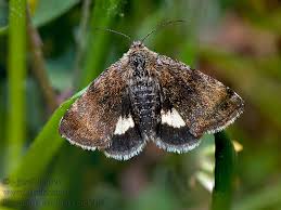 Attēlu rezultāti vaicājumam “Panemeria tenebrata”