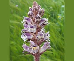 Attēlu rezultāti vaicājumam “Orobanche coerulescens flower”