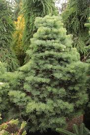 Attēlu rezultāti vaicājumam “Abies concolor”