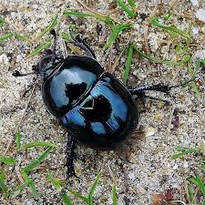 Attēlu rezultāti vaicājumam “Trypocopris vernalis”