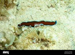 Attēlu rezultāti vaicājumam “Plathelminthes”