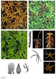 Attēlu rezultāti vaicājumam “Sphagnum teres”