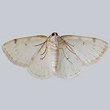 Attēlu rezultāti vaicājumam “Lomographa bimaculata”