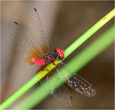 Attēlu rezultāti vaicājumam “Licea pygmaea”