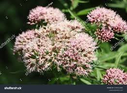 Attēlu rezultāti vaicājumam “Eupatorium cannabinum flower”