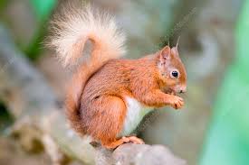 Attēlu rezultāti vaicājumam “Sciurus vulgaris”