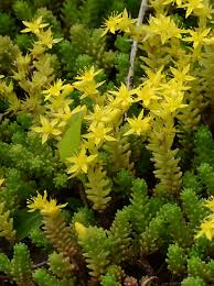 Image result for Mauerpfeffer