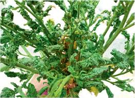 Attēlu rezultāti vaicājumam “Sinapis arvensis leaf”