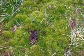 Attēlu rezultāti vaicājumam “Ditrichum flexicaule”