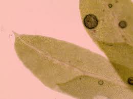 Attēlu rezultāti vaicājumam “Fissidens bryoides sporophyte”