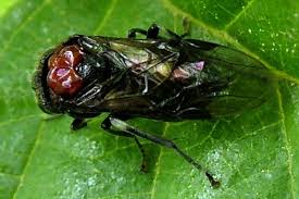 Attēlu rezultāti vaicājumam “Eriocampa ovata”