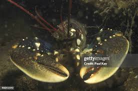 Image result for Homarus gammarus
