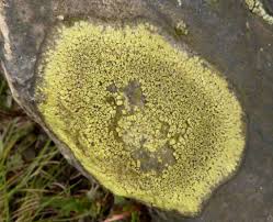 Attēlu rezultāti vaicājumam “Rhizocarpon geographicum”