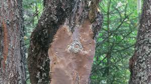 Attēlu rezultāti vaicājumam “Phellinus populicola”