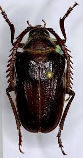 Attēlu rezultāti vaicājumam “Meloe sp. imago”