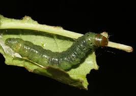 Attēlu rezultāti vaicājumam “Eudemis porphyrana”