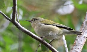 Image result for Vermivora peregrina