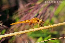Attēlu rezultāti vaicājumam “Sympetrum flaveolum”