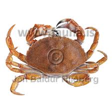 Image result for Cancer irroratus