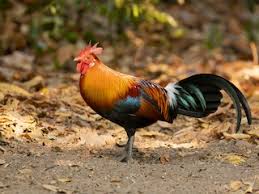 Attēlu rezultāti vaicājumam “Gallus male”