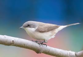 Attēlu rezultāti vaicājumam “Sylvia curruca adult”