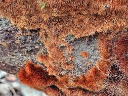 Attēlu rezultāti vaicājumam “Didymium tussilaginis spores”