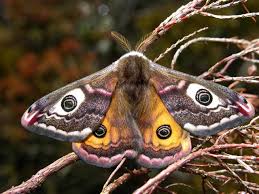 Attēlu rezultāti vaicājumam “Saturnia pavonia”