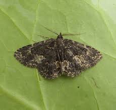 Attēlu rezultāti vaicājumam “Parascotia fuliginaria”