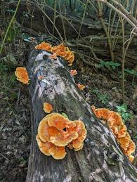 Attēlu rezultāti vaicājumam “Laetiporus sulphureus”