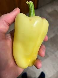 Afbeeldingsresultaat voor hungarian sweet white sweet pepper