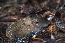 Attēlu rezultāti vaicājumam “Limax cinereoniger”