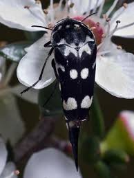 Attēlu rezultāti vaicājumam “Mordellidae”