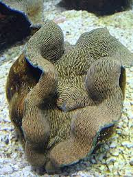 Image result for tridacna