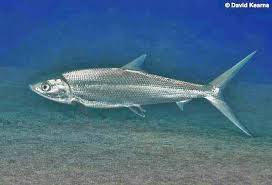 Image result for Chanos chanos