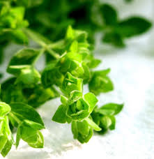 Attēlu rezultāti vaicājumam “Origanum vulgare bud”