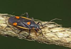 Attēlu rezultāti vaicājumam “Capsodes gothicus”