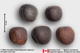 Attēlu rezultāti vaicājumam “Brassica napus”