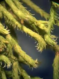 Attēlu rezultāti vaicājumam “Hedwigia ciliata”