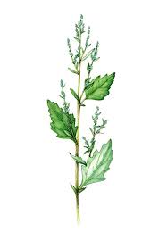 Image result for Chenopodium album